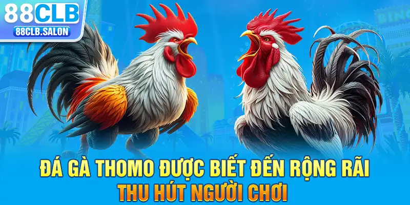 Đá gà thomo được biết đến rộng rãi, thu hút người chơi