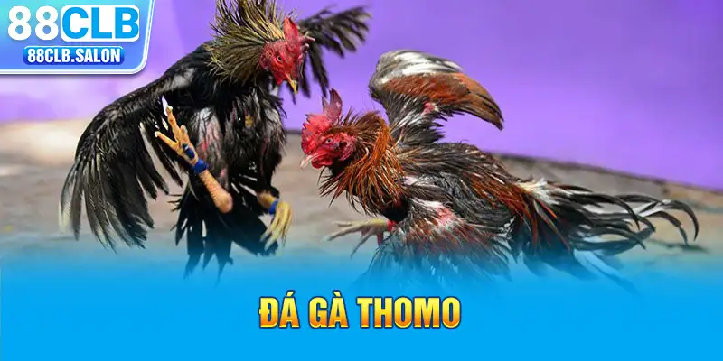 Đá Gà Thomo Hôm Nay – Nơi Hội Tụ Những Kèo Siêu Lợi Nhuận